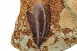Serrated, Raptor Tooth in Rock - Real Dinosaur Tooth #230859-1